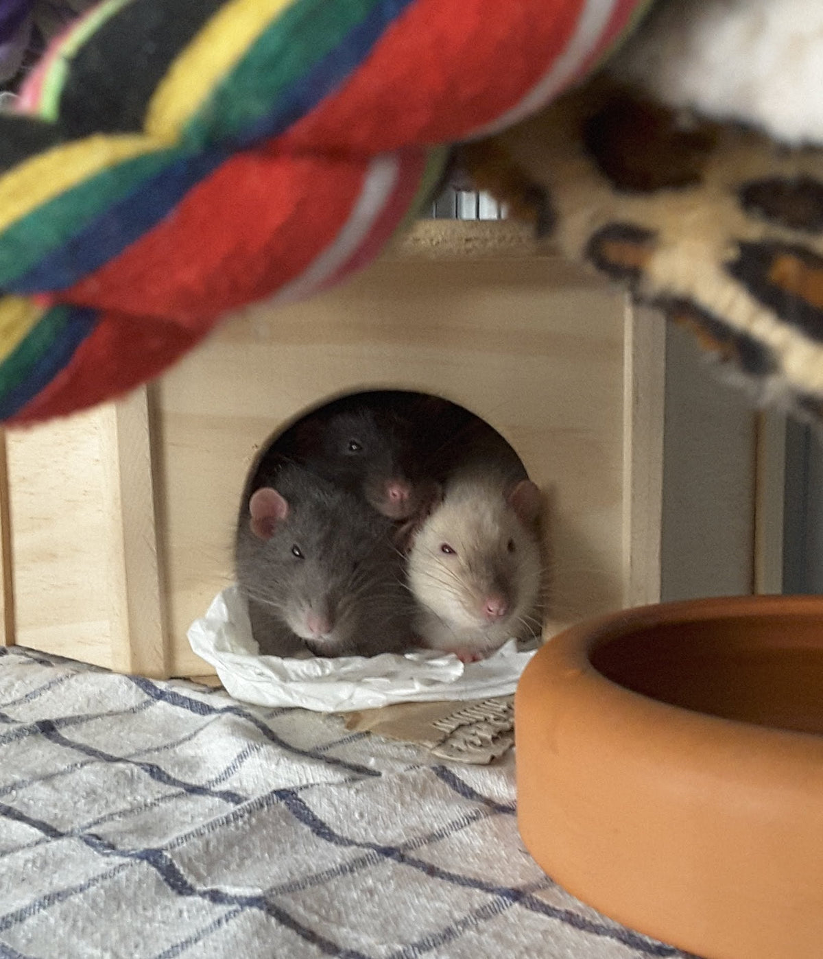 Das Bild zweigt drei Ratten, die aus dem Eingang eines Holz-Eckhauses schauen
