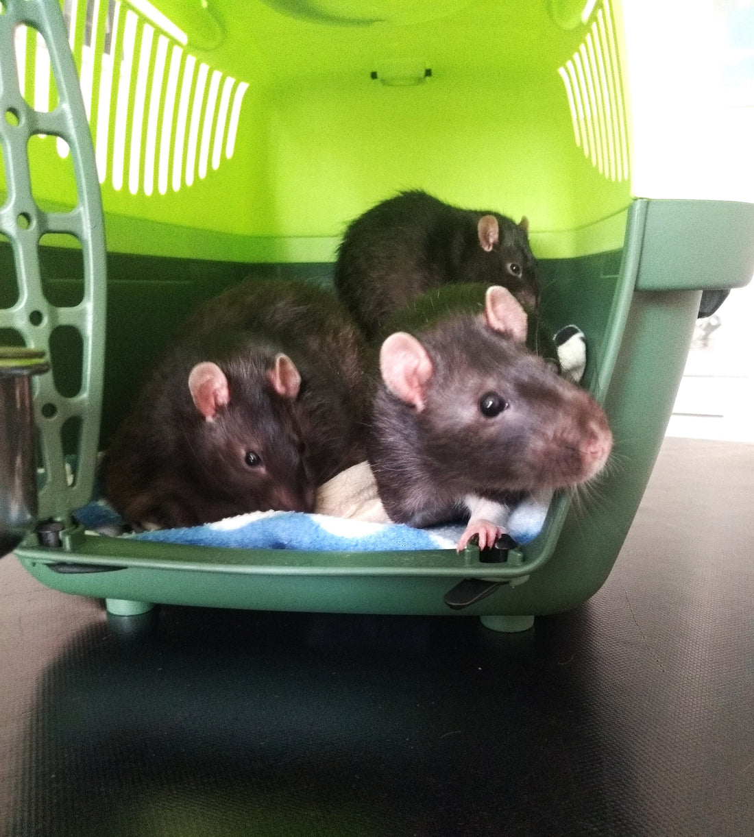 Ratten unterwegs: Welche Transportbox eignet sich am besten?