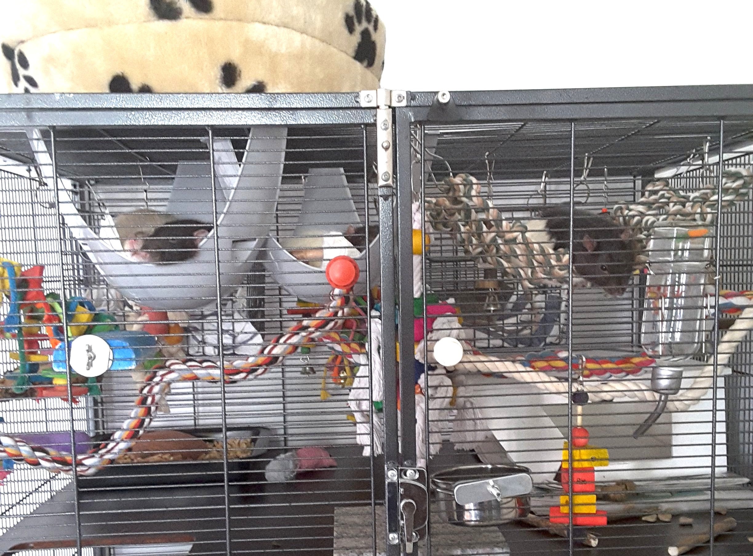 Einen Ratten-Käfig einrichten