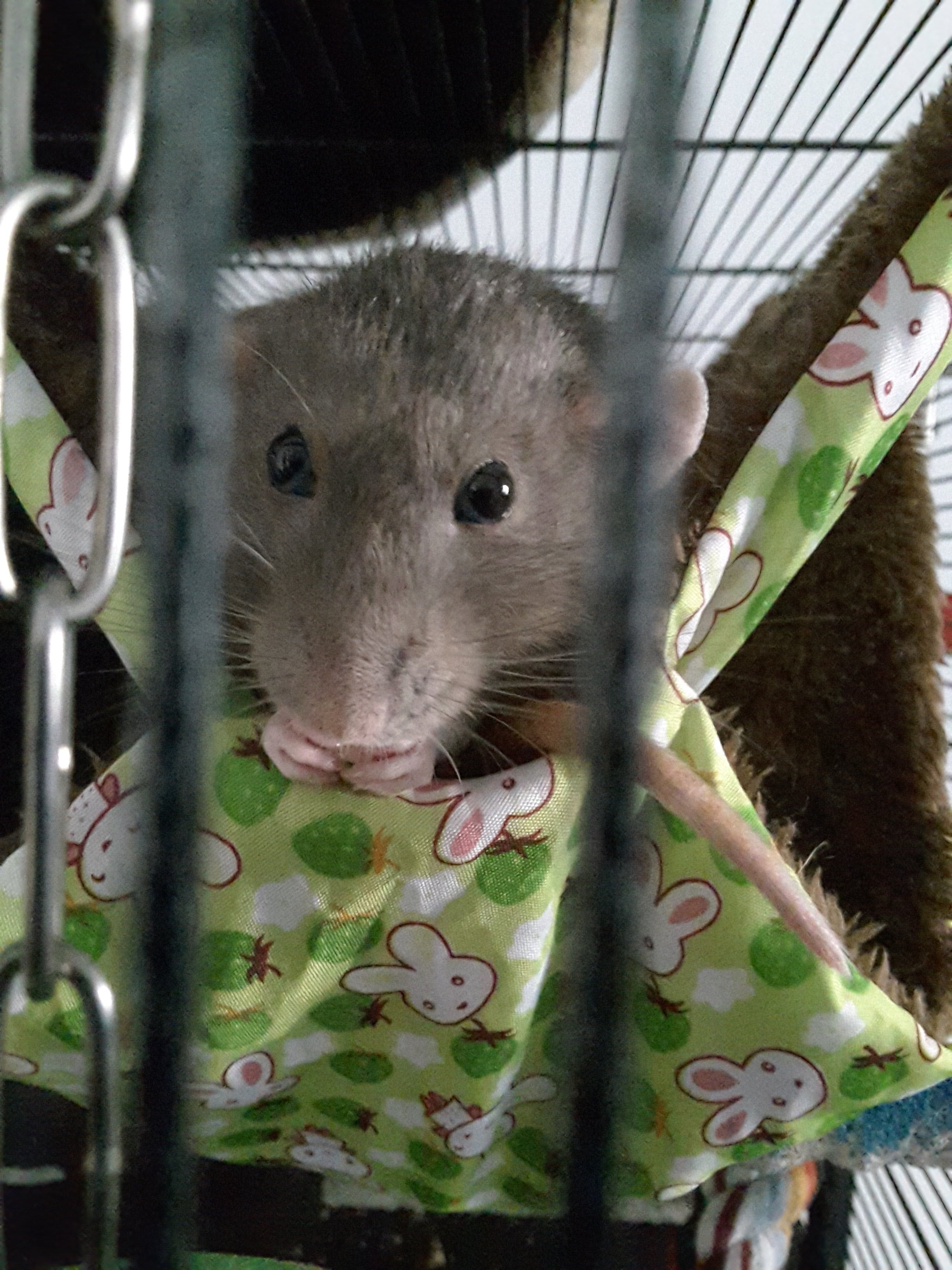 Luxus-Kuschelplatz für Deine Ratten