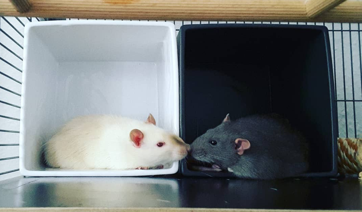 Das Foto zeigt eine Siam-Ratte vor weißem Hintergrund und eine dunkelgraue Ratte vor schwarzem Hintergrund, deren Nasen sich berühren. Sie sind beste Freunde.