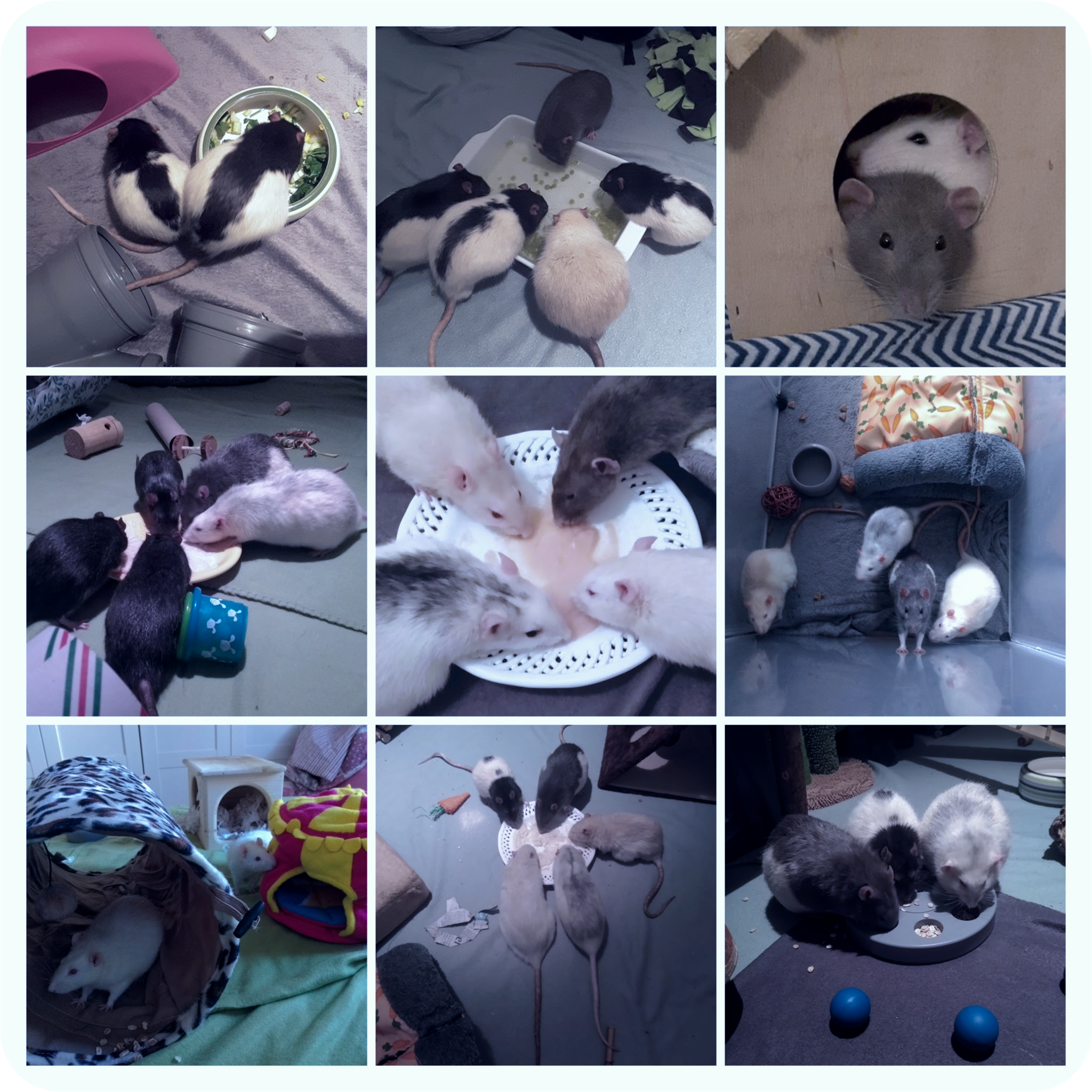 Das Foto zeigt eine Collage aller unserer Ratten-Tester.