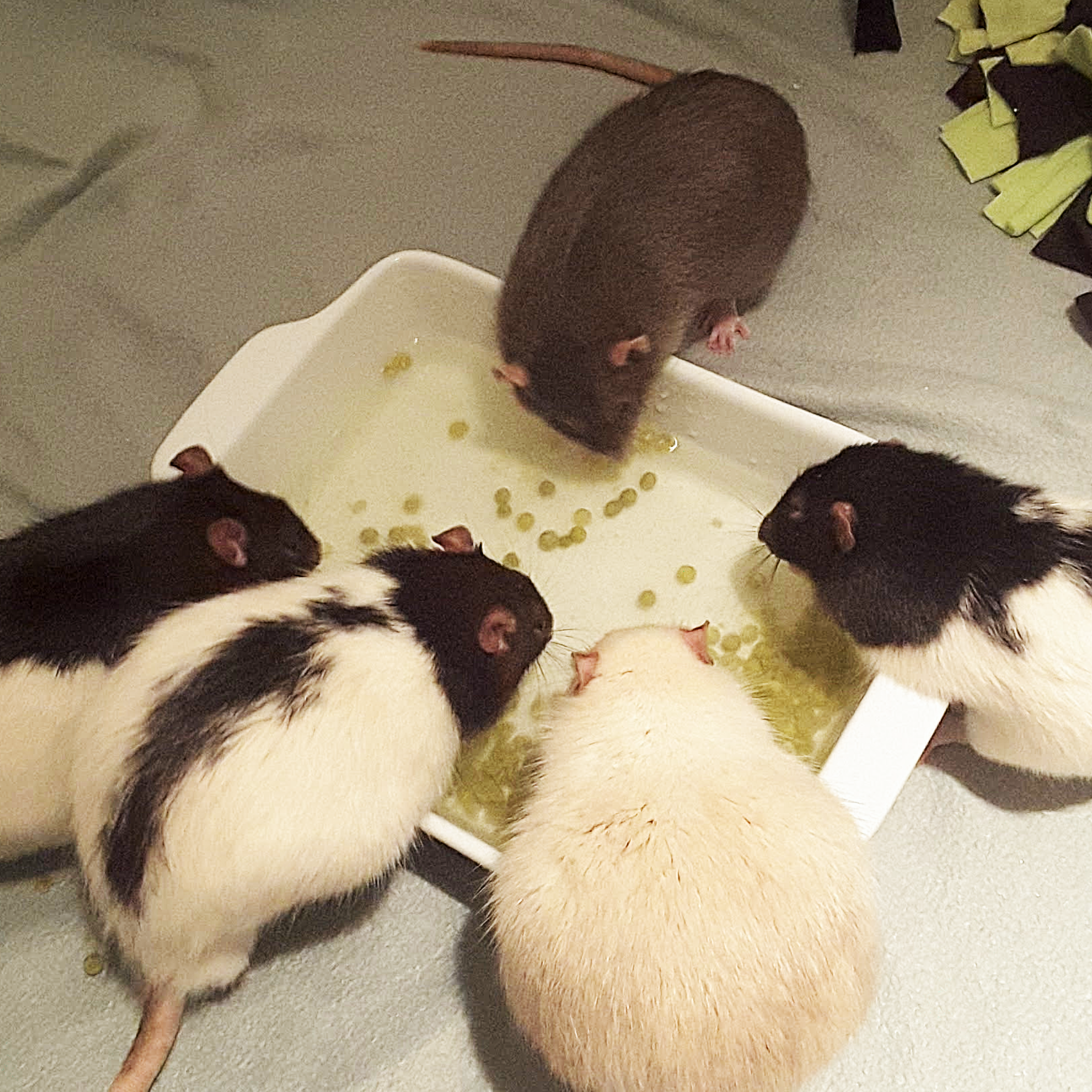 Das Foto zeigt fünf Ratten - drei Schwarz-weiß, 1 Siam, 1 Grau- beim gemeinsame Erbsenfischen an einer weißen, mit Wasser gefüllten Auflaufform.