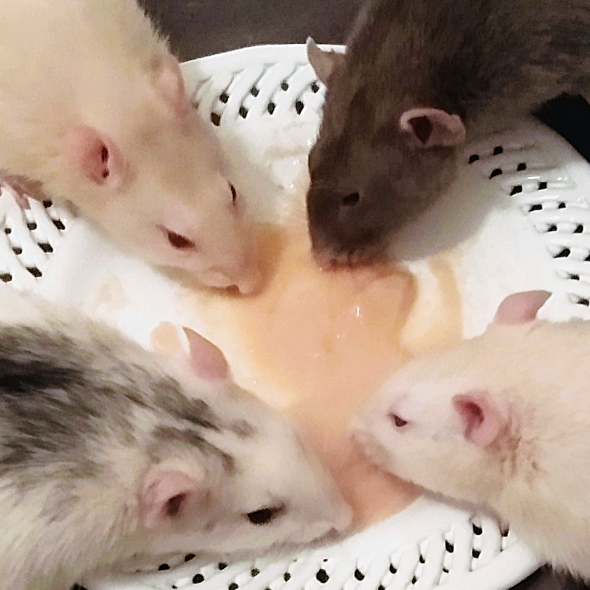 Das Foto zeigt 4 Ratten - zwei Champagne-Hooded, 1 Husky, 1 Grau - die gemeinsam Fruchtbrei von einem Teller schlecken. 
