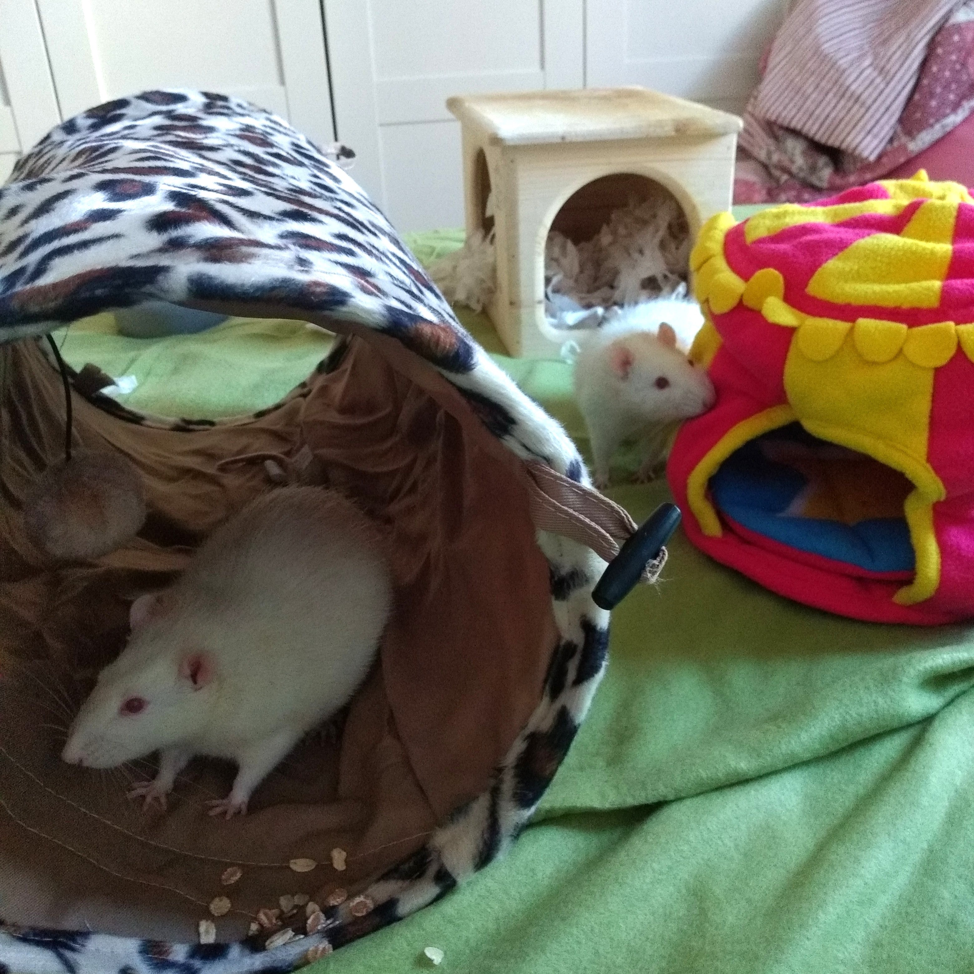 Das Foto zeigt zwei Albino-Ratten, die neugiereig ihren Spielplatz erkunden.