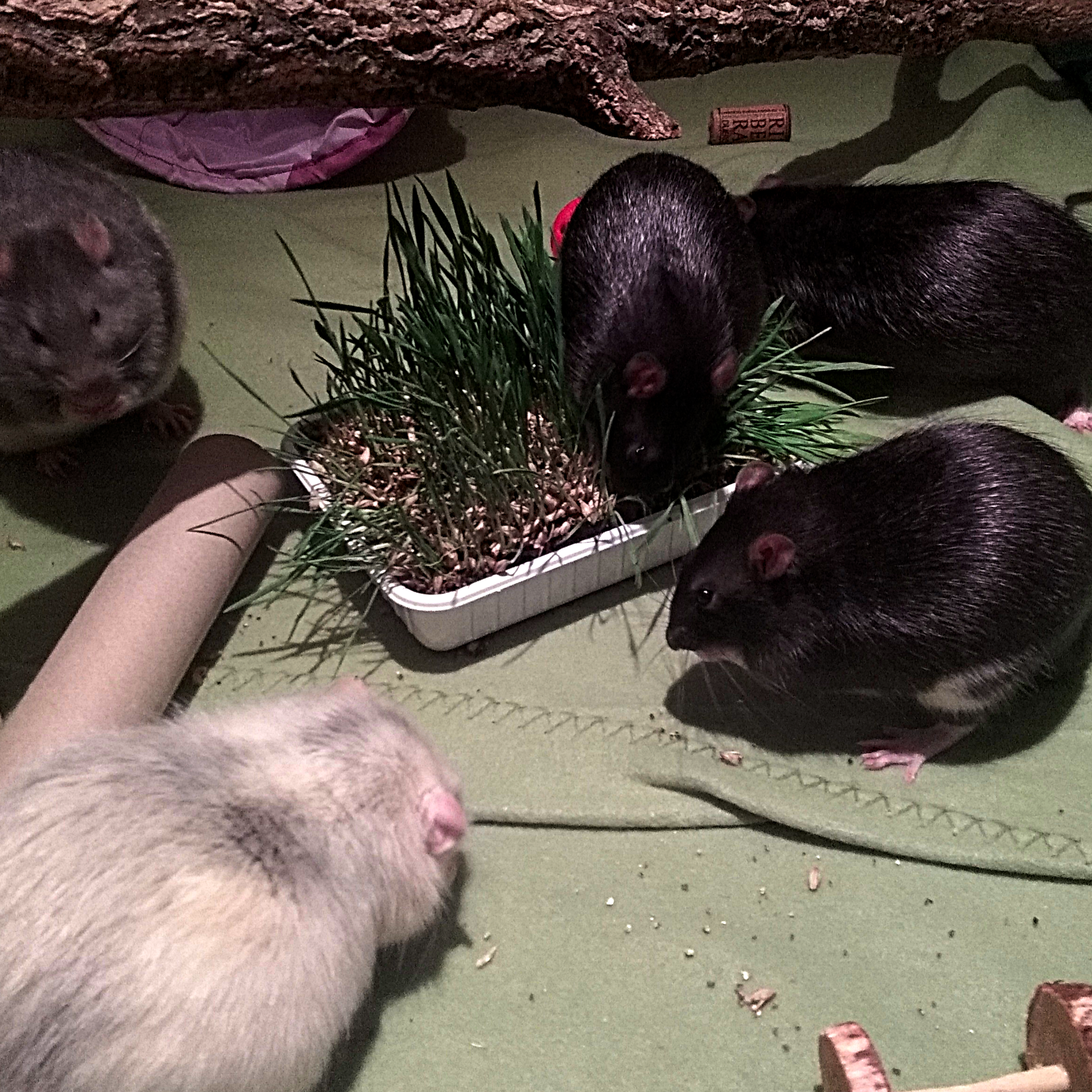 Das Foto zeigt 5 Ratten - ein Mink-hooded, 1 Husky und drei schwarze Ratten - die Katzengras fressen.