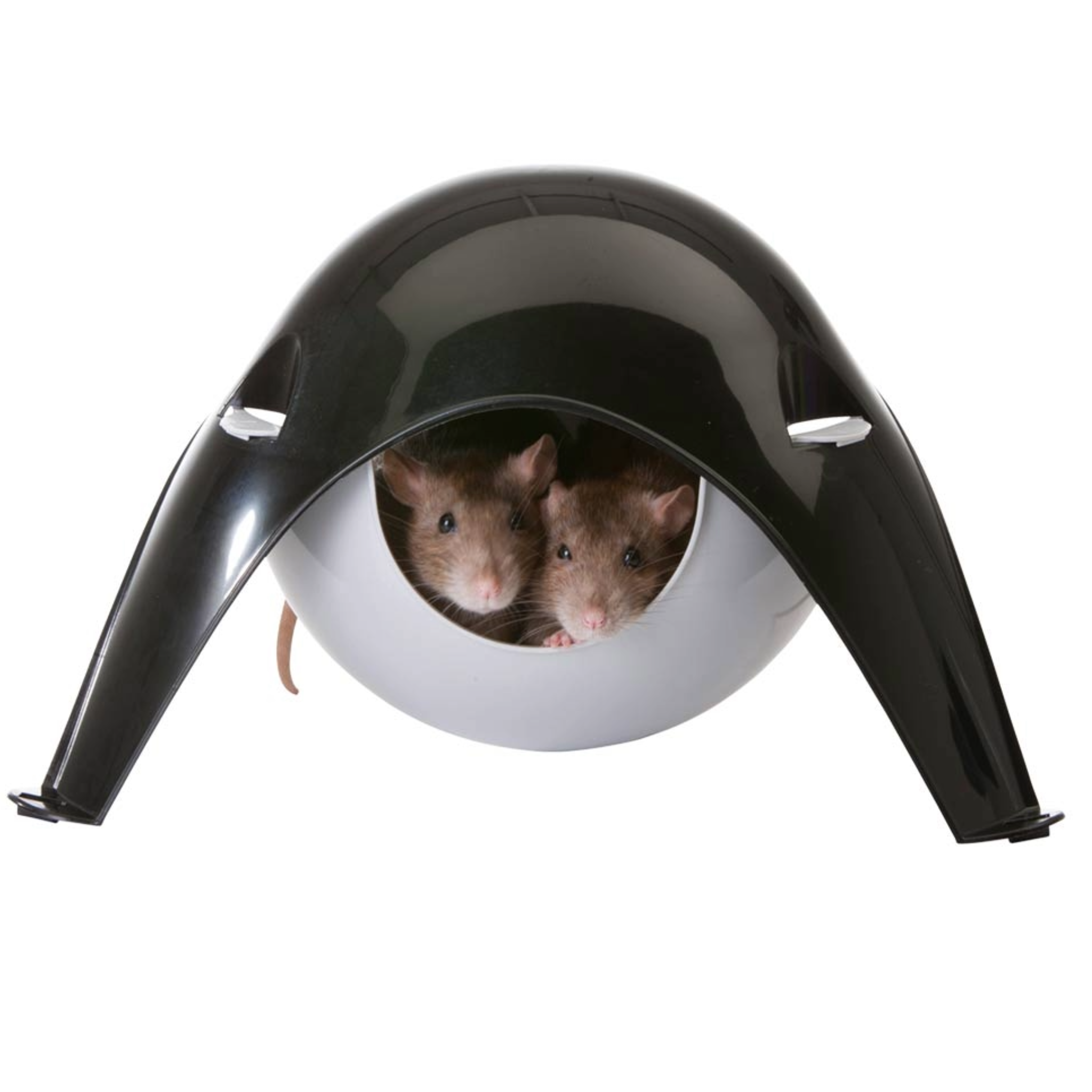 Das Bild  zeigt zwei Ratten, die aus einem Sputnik schauen, ein Plastikhaus das einem Sputnik ähnelt. 

Bildrechte: Nobby Pet Shop GmbH 