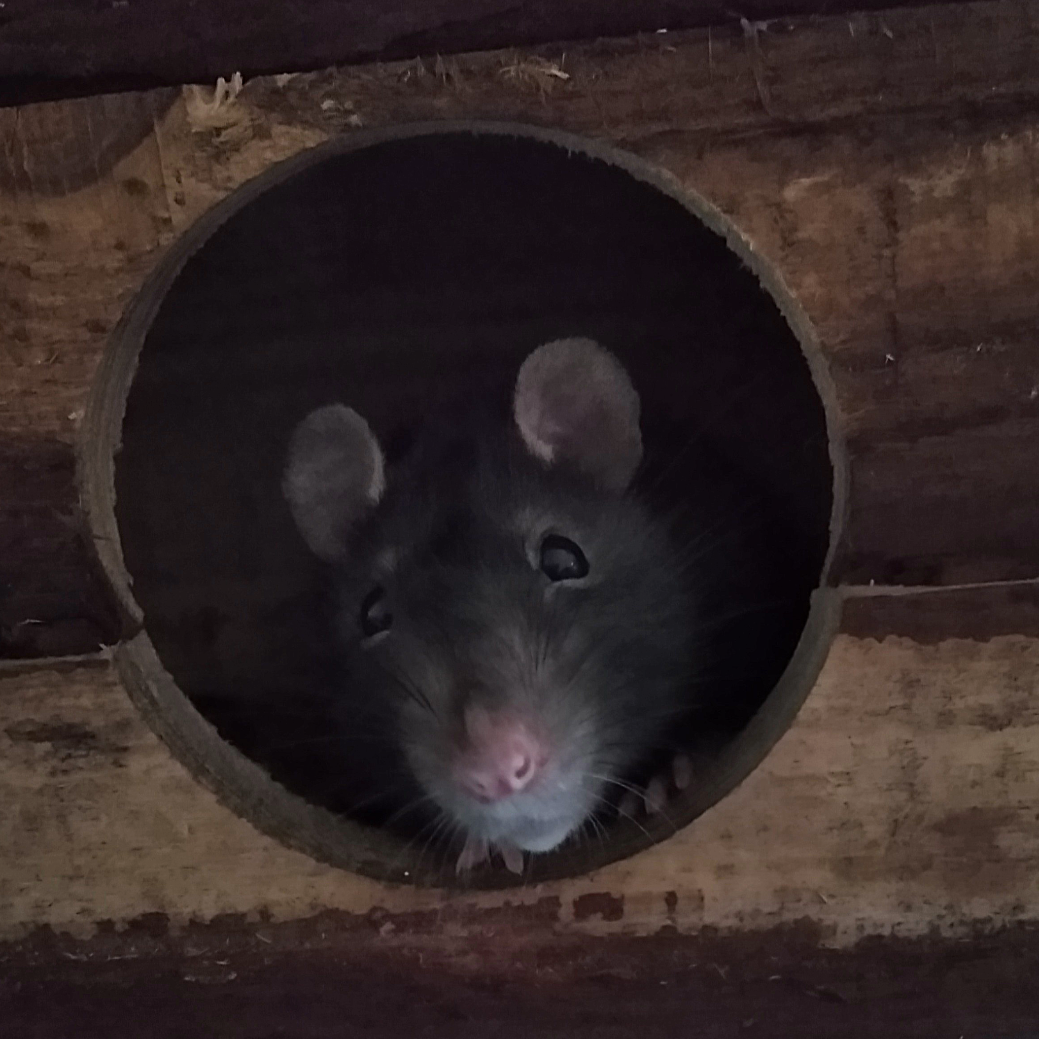 Das Foto zeigt Ratte Takar, der niedlich aus dem Fenester eines Holzhauses schaut 